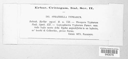 Typhicola typharum image